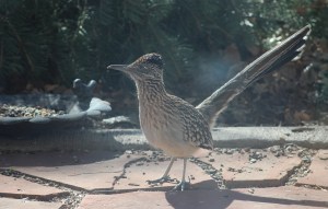 Roadrunner