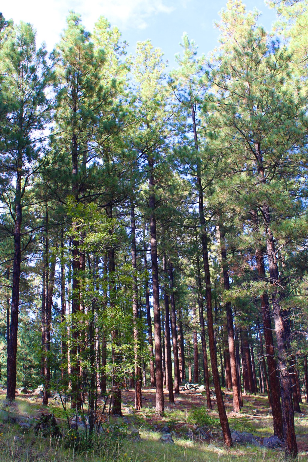 Holiday Greetings and New Year&nbsp;Wishes